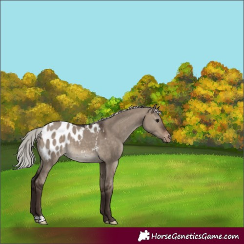 Horse Color:Silver Brown Dun Appaloosa 