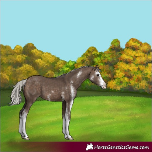 Horse Color:Silver Brown Dun Sabino 