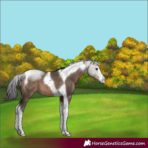 Horse Color:White Spotted Brown Dun Tobiano Appaloosa 