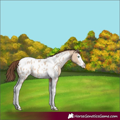 Horse Color:Amber Champagne Dun Splash Tobiano Appaloosa 