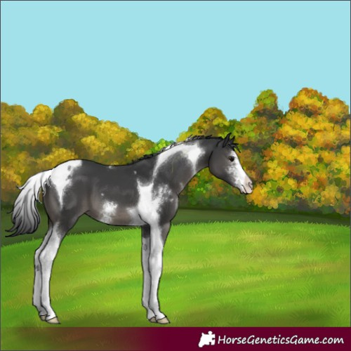 Horse Color:Black Sabino Tobiano 