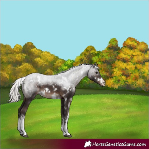 Horse Color:White Spotted Silver Brown 