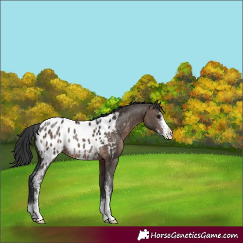 Horse Color:Brown Dun Sabino Appaloosa Rabicano 
