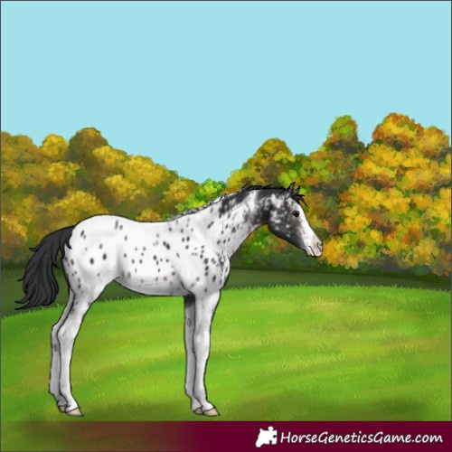 Horse Color:Brown Sabino Tobiano Appaloosa 