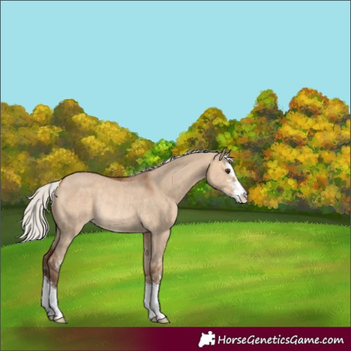 Horse Color:Silver Bay Dun Sabino Rabicano 