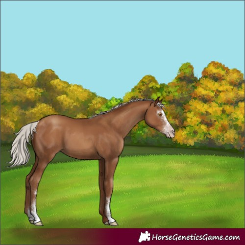 Horse Color:Gray Silver Classic Champagne Sabino 