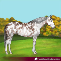 Horse Color:Gray Bay Splash Appaloosa 