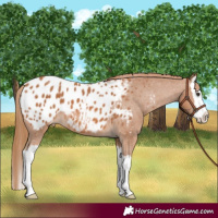 Horse Color:Chestnut Splash Appaloosa 