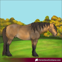Horse Color:Buckskin