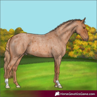 Horse Color:Red Roan 