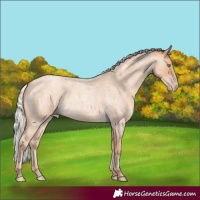 Horse Color:Silver Amber Champagne Roan