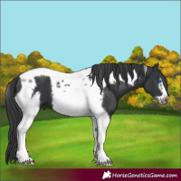 Horse Color:Black Tobiano Frame