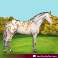 Horse Color:Buckskin Blanket