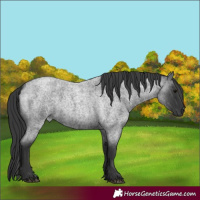 Horse Color:Blue Roan Rabicano 