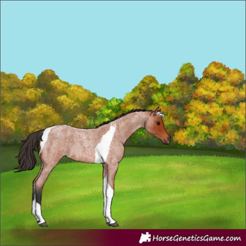 Horse Color:Bay Roan Tobiano 