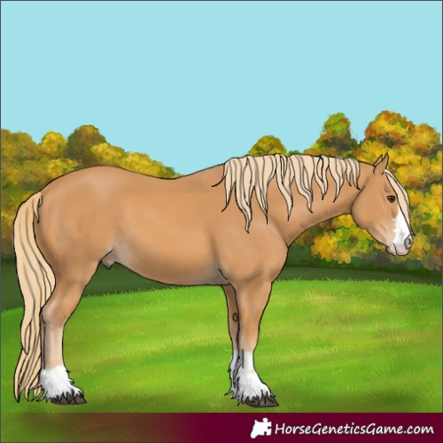 Horse Color:Unknown 