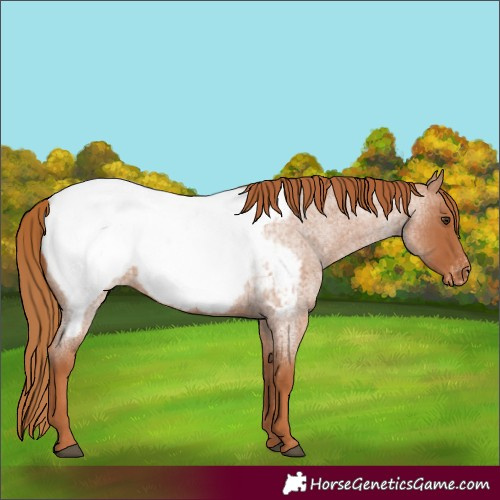 Horse Color:Red Roan Appaloosa 