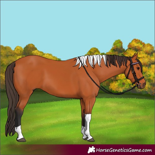 Horse Color:Bay Tobiano 