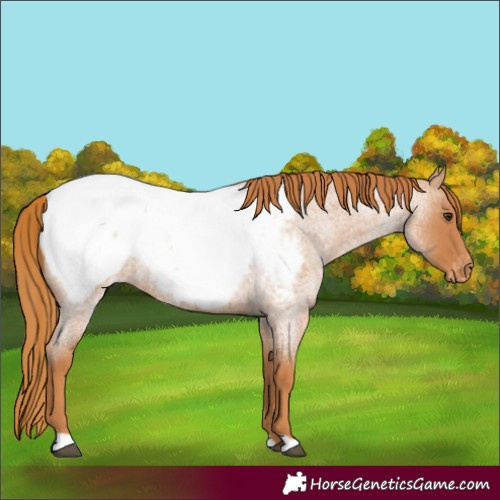Horse Color:Red Roan Appaloosa 