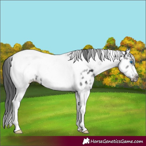 Horse Color:White Spotted Black Splash Tobiano Frame Appaloosa 