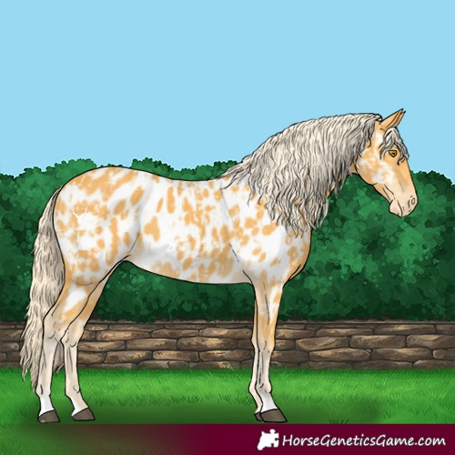 Horse Color:Palomino Near Leopard and Palomino Near Leopard
