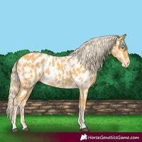 Horse Color:Palomino Near Leopard  and Palomino Near Leopard 