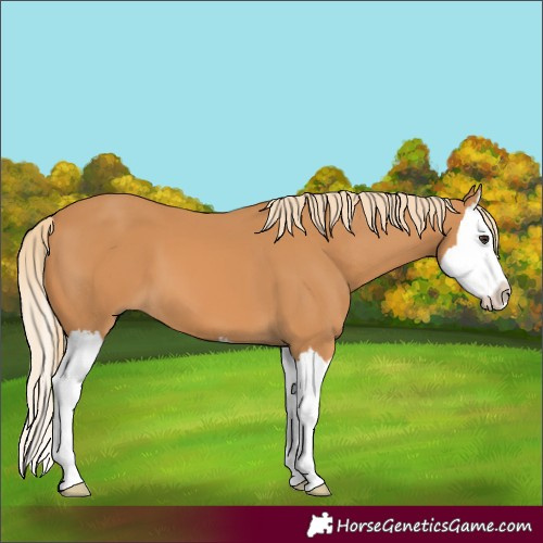 Horse Color:Chestnut Splash 