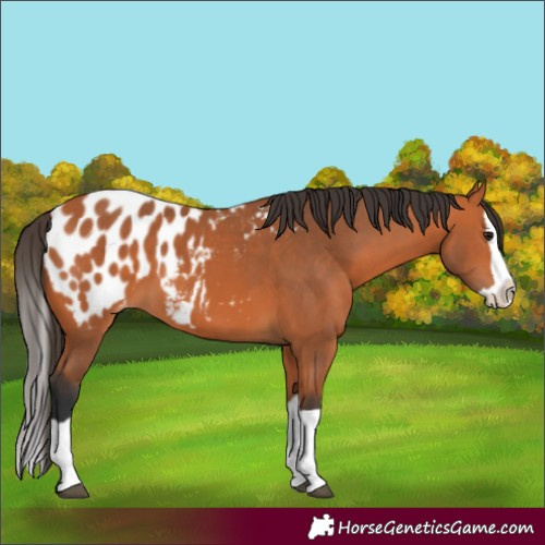 Horse Color:Bay Splash Appaloosa