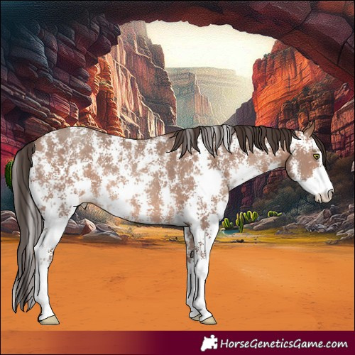 Horse Color:Sable Champagne Sabino Rabicano 