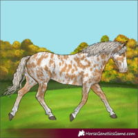 Horse Color:Palomino Appaloosa  and Palomino Appaloosa 