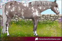 Horse Color:White Spotted Chocolate Silver Brown Appaloosa