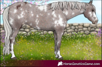 Horse Color:White Spotted Chocolate Silver Brown Appaloosa 