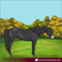 Horse Color:Black Splash 