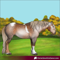 Horse Color:Gray Chocolate Palomino Tobiano Varnish 