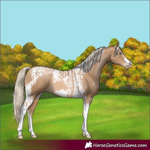 Horse Color:Chocolate Palomino Pearl Tobiano Frame and Chocolate Palomino Pearl Tobiano Frame