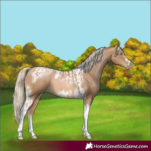 Horse Color:Chocolate Palomino Pearl Tobiano Frame  and Chocolate Palomino Pearl Tobiano Frame 