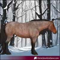 Horse Color:Gray Bay Roan