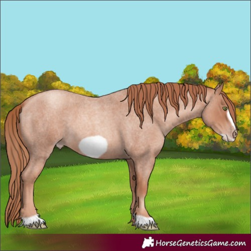 Horse Color:Gold Champagne Roan Frame 