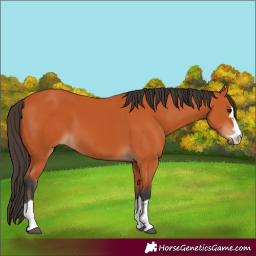 Horse Color:Bay 