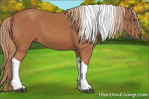 Horse Color:Chestnut Tobiano 
