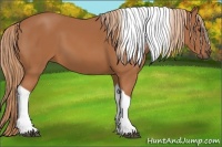 Horse Color:Chestnut Tobiano 