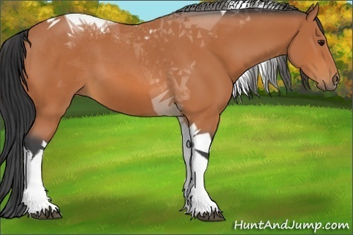 Horse Color:Bay Tobiano 