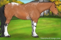 Horse Color:Bay Tobiano 