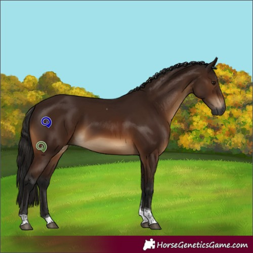 Horse Color:Gray Bay Tobiano 