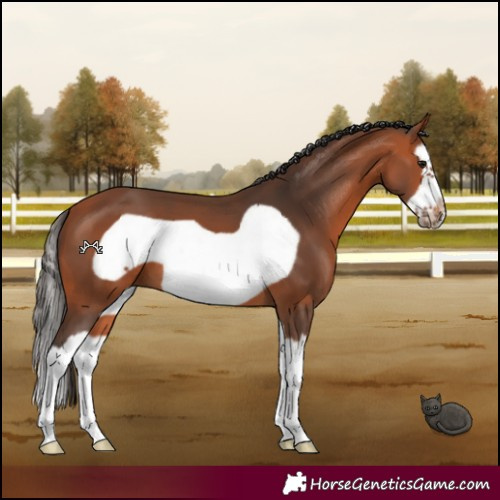 Horse Color:Bay Splash Frame 