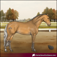 Horse Color:Silver Buckskin 