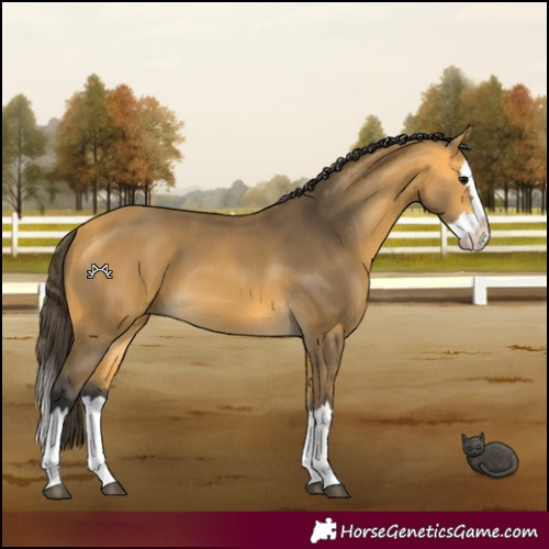 Horse Color:Buckskin Splash