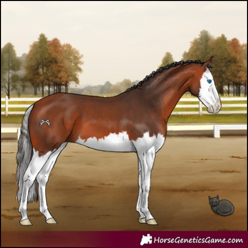 Horse Color:Bay Splash 