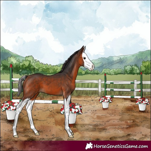 Horse Color:Bay Splash 