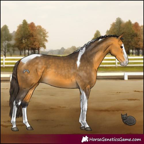 Horse Color:Buckskin Splash Tobiano 